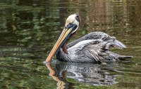 Peruvian pelican