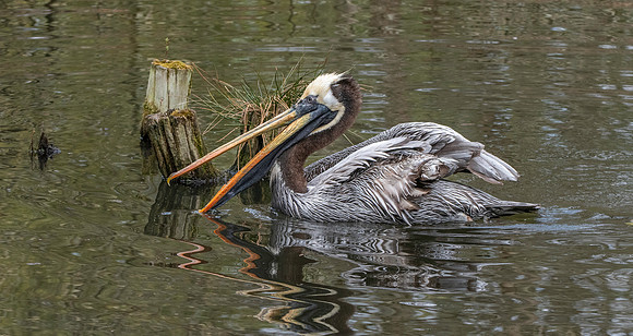 Peruvian pelican