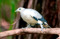 Pied imperial pigeon