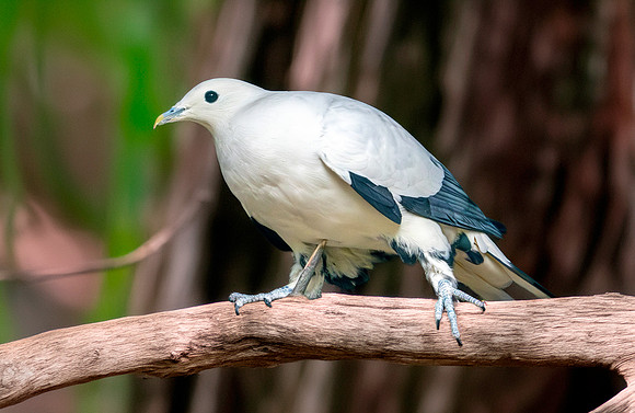 Pied imperial pigeon