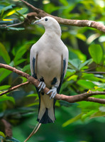 Pied imperial pigeon