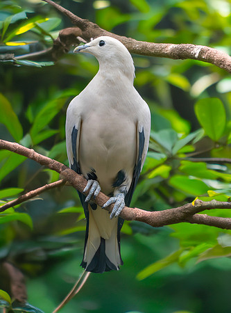 Pied imperial pigeon