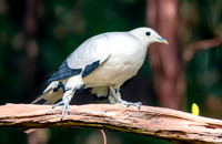 Pied imperial pigeon