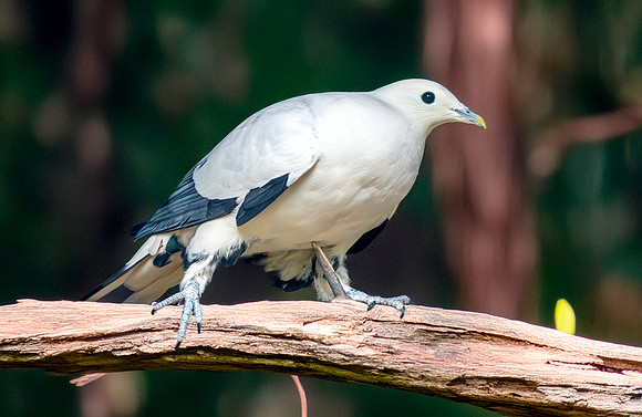 Pied imperial pigeon