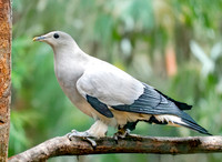 Pied imperial pigeon