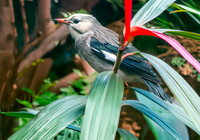 Red billed starling
