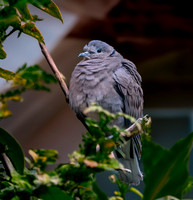 Red collared dove