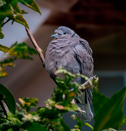 Red collared dove