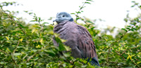 Red collared dove