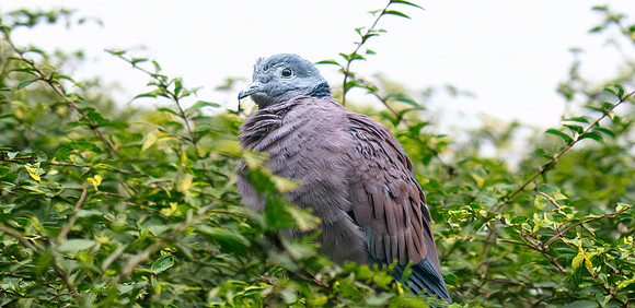 Red collared dove