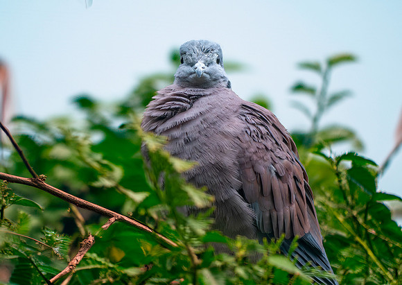 Red collared dove