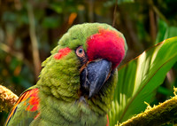 Red fronted macaw