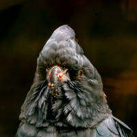 Red tailed black cockatoo