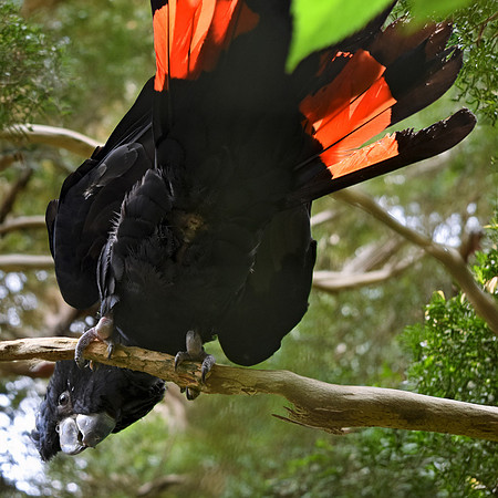 Red tailed black cockatoo