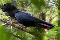 Red tailed black cockatoo