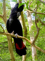 Red tailed black cockatoo
