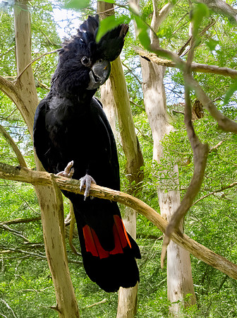 Red tailed black cockatoo