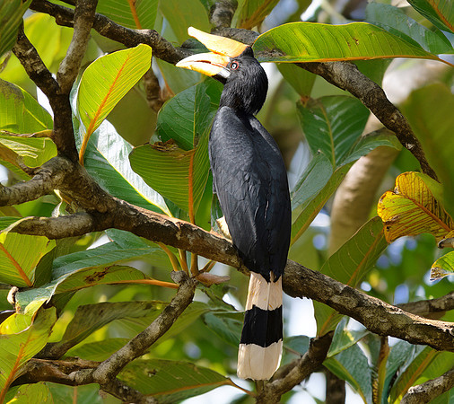 Rhinoceros hornbill, female