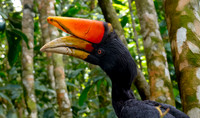 Rhinoceros hornbill, male