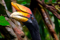 Rhinoceros hornbill, male