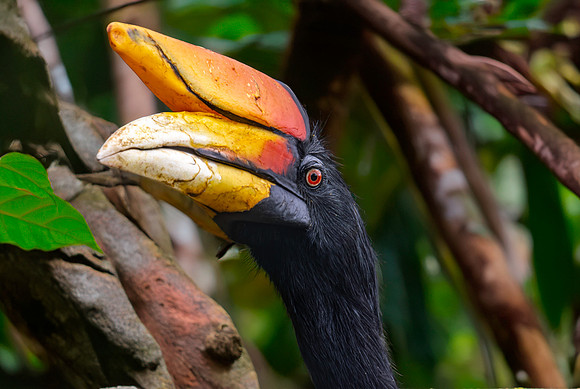 Rhinoceros hornbill, male