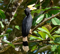 Rhinoceros hornbill, female