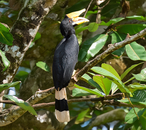 Rhinoceros hornbill, female