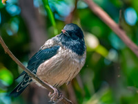 Rosy starling