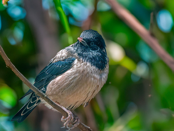 Rosy starling