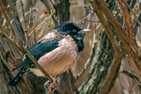 Rosy starling