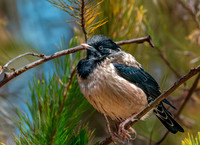 Rosy starling