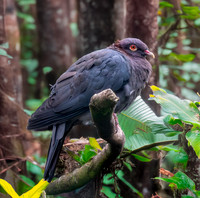 Scaly naped pigeon
