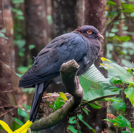 Scaly naped pigeon