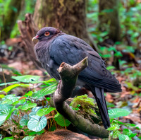 Scaly naped pigeon