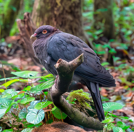 Scaly naped pigeon