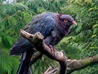 Scaly naped pigeon