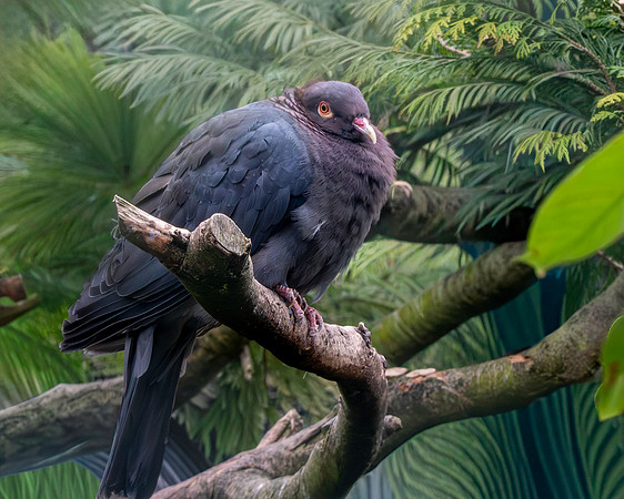 Scaly naped pigeon