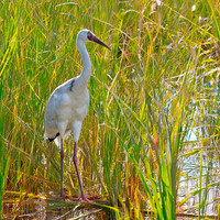 Siberian crane