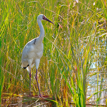 Siberian crane