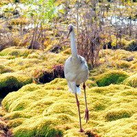 Siberian crane