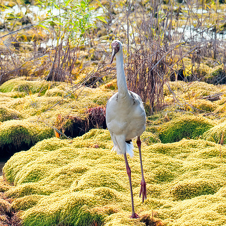 Siberian crane