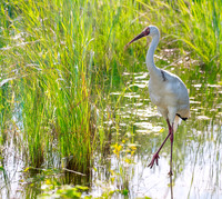 Siberian crane