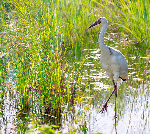 Siberian crane
