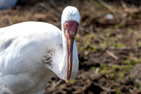 Siberian crane