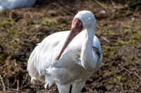 Siberian crane