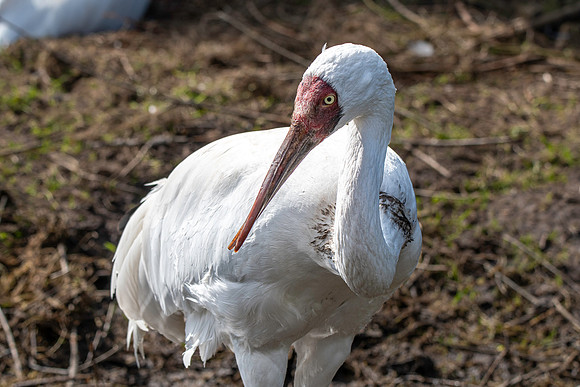Siberian crane