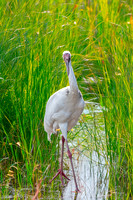 Siberian crane