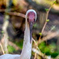 Siberian crane