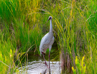 Siberian crane