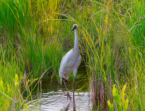 Siberian crane